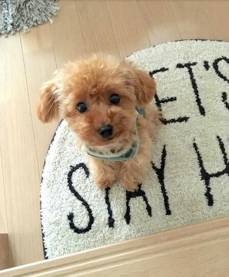 CuddlePup™ 2.0 - Un Juguete de Mascota Realista