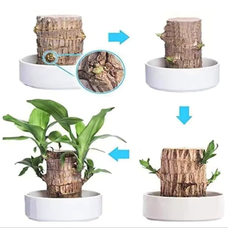 FortuneBloom™ Planta de Madera Brasileña de la Suerte
