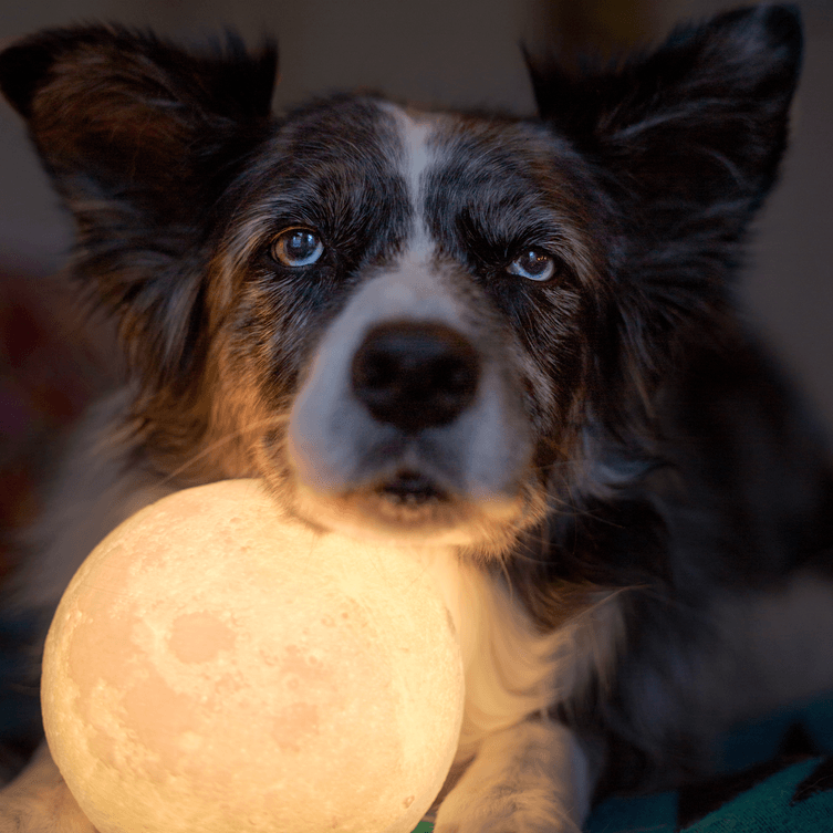 Luz Nocturna de la Luna (de Color) | Iluminación - Science Factory ES