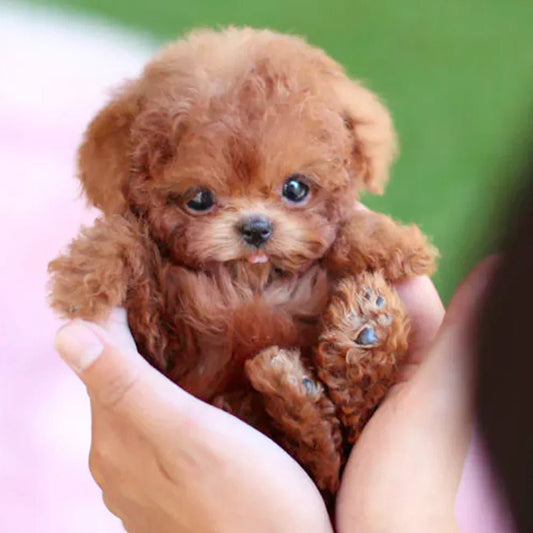 PuppiBot™ Interactivo con Movimientos Realistas