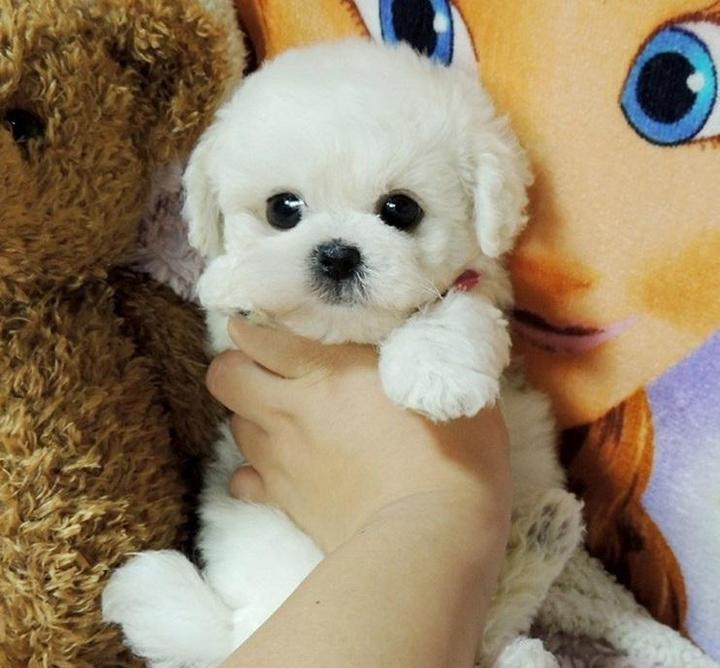 CuddlePup™ 2.0 - Un Juguete de Mascota Realista