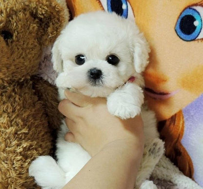 CuddlePup™ 2.0 - Un Juguete de Mascota Realista