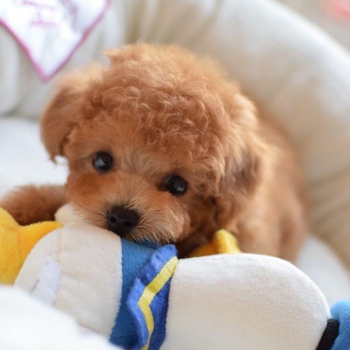 CuddlePup™ 2.0 - Un Juguete de Mascota Realista