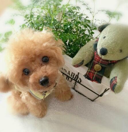 CuddlePup™ 2.0 - Un Juguete de Mascota Realista