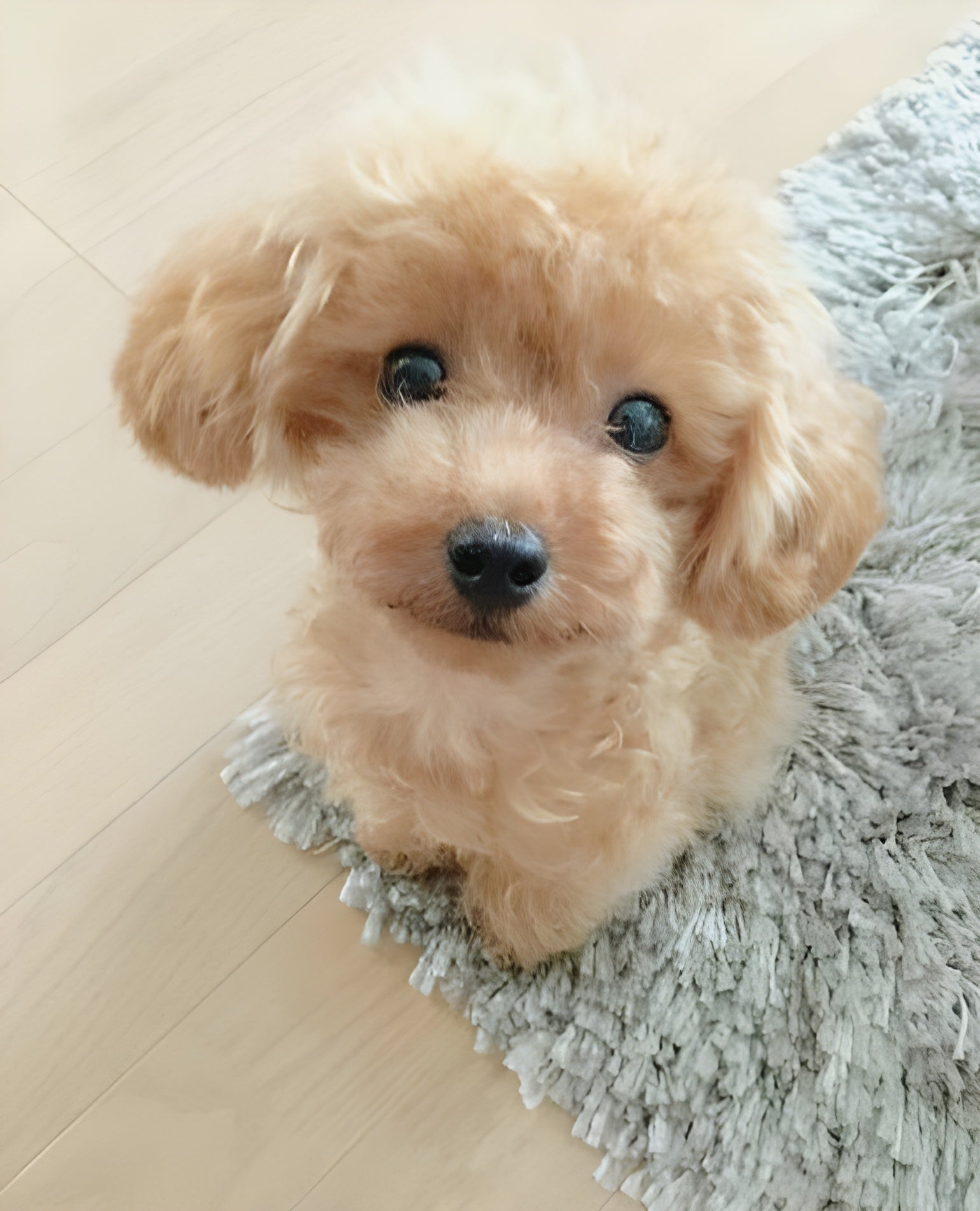 CuddlePup™ 2.0 - Un Juguete de Mascota Realista