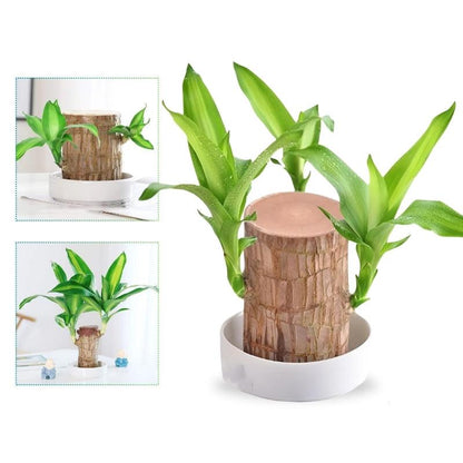 FortuneBloom™ Planta de Madera Brasileña de la Suerte
