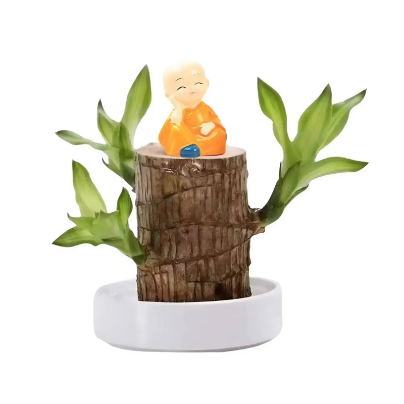 FortuneBloom™ Planta de Madera Brasileña de la Suerte