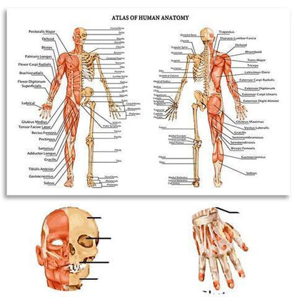 Atlas de Anatomía Humana | Arte en Lienzo - Science Factory ES